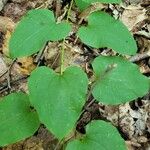 Smilax herbacea ഇല