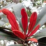 Pycnandra glabella Leaf