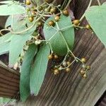 Paederia foetida Levél