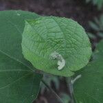 Allobriquetia spicata Leaf