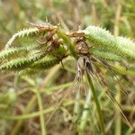 Hedysarum glomeratum Fruit