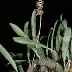 Bulbophyllum pumilum Habit