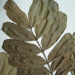 Macrolobium multijugum Other