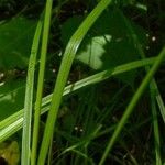 Carex tenera Natur