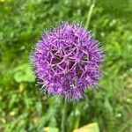 Allium giganteum फूल