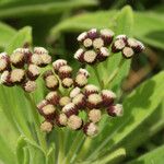 Psiadia anchusifolia Flower