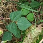 Amphicarpaea bracteata Blatt