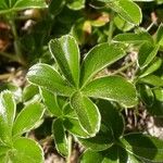 Alchemilla saxatilis Hoja