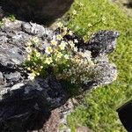 Saxifraga pentadactylis Habit