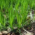 Polygonatum verticillatum 形態