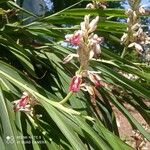 Alpinia calcarata