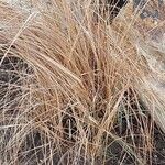 Eragrostis curvula Лист