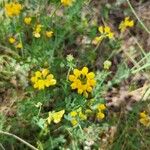 Coronilla minimaЦвят