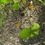 Abutilon theophrasti Annet