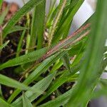 Hypoxis baurii Leaf