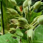 Nicotiana tabacum Frukt