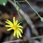 Senecio madagascariensisFlower