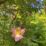 Rosa roxburghii Floare