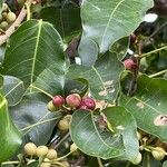 Ficus citrifolia Фрукт