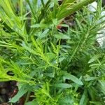 Artemisia dracunculus Other