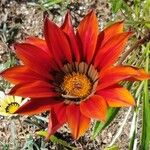 Gazania linearisKwiat