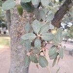 Quercus rotundifolia Leaf