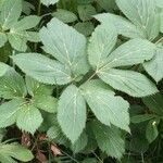 Imperatoria ostruthium Likasa