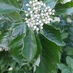 Sorbus semiincisa