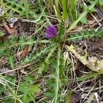 Cirsium acaule Habit