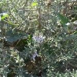 Teucrium brevifolium Deilen