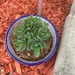 Sedum spectabile Foglia