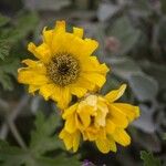 Wyethia angustifolia Fiore