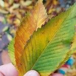 Acer carpinifolium List