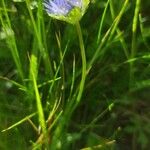 Jasione montana Leaf