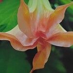 Brugmansia suaveolens Flower