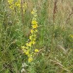 Verbascum lychnitisЦветок