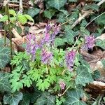 Corydalis solida Fiore