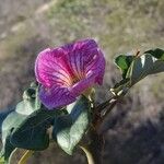 Uncarina stellulifera Flower