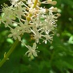 Amianthium muscitoxicum Květ