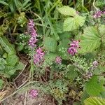 Fumaria officinalis Hábitos