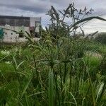 Cyperus alopecuroides Froito