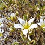 Arenaria grandiflora Flor