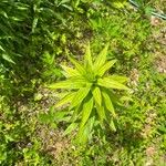 Lilium canadense Leaf