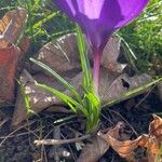 Crocus neapolitanus Blad