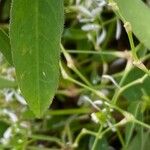 Chamaesyce hypericifolia Лист