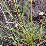 Eleocharis multicaulis Hoja