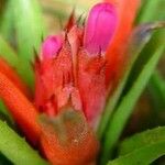 Aechmea recurvata