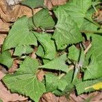 Mikania scandens Leaf