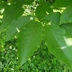 Magnolia acuminata 葉