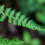 Woodsia ilvensis Leaf